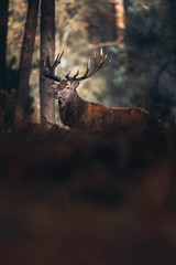 Naklejka premium Red deer stag lit by sunlight in autumn forest with brown colored ferns.