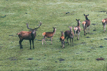Red deer stag with group of hinds in meadow. High angle view.