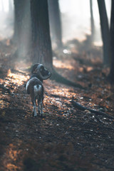 Mouflon standing on hill in misty autumn forest.