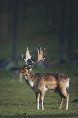 Fallow deer buck (dama dama) in sunlight on forest meadow.