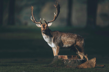 Fallow deer buck (dama dama) in sunlight on forest meadow.