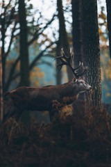 Red deer stag in ferns of autumn forest. Side view.