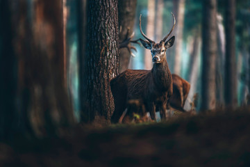 Curtains Red deer with pointed antlers in autumn pine forest.