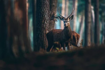 Cerf élaphe aux bois pointus dans la forêt de pins d& 39 automne.