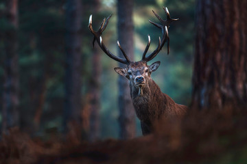 Red deer with big antlers looking curious towards camera.