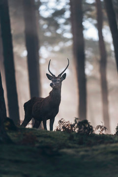 Red deer stag with pointed antlers standing on hill of misty forest.