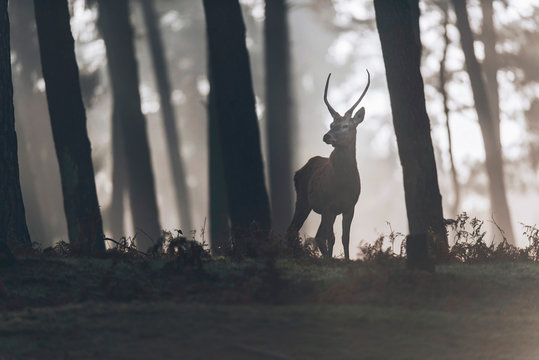 Red deer stag with pointed antlers standing on hill of misty forest.