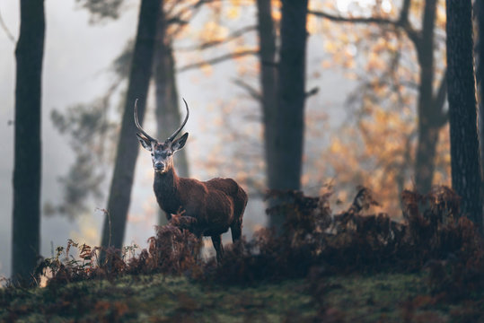 Red deer stag with pointed antlers between ferns of misty autumn forest.