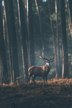 Fototapeta Red deer stag (cervus elaphus) in dark autumn pine forest.
