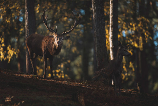 Red deer stag on hill in autumn forest.