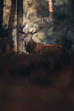 Red deer stag lit by sunlight in autumn forest with brown colored ferns.