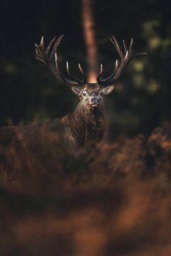 Fototapeta Red deer stag between brown colored ferns in fall forest.