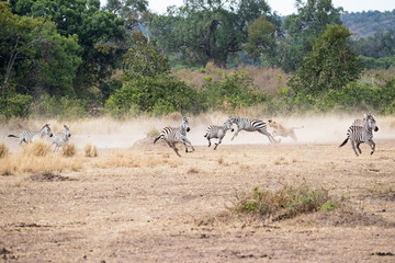 Naklejka premium Lioness Chasing Pack of Zebra in Africa