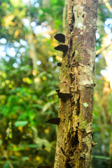 Trilha na Amazônia, Pará, Brasil