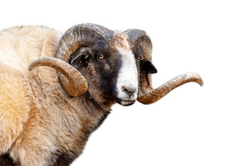 Fototapeta premium Navajo Churro Sheep Closeup