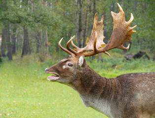 deer animal wildlife roar wood