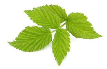 green leaf of blackberry isolated on white background