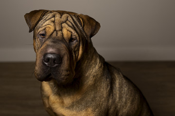  Portrait of Red Wrinkled Sharpei Dog