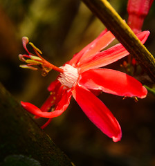 Flor amazônica, Pará, Brasil