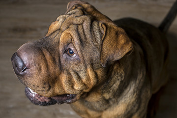 Obraz premium Portrait of Red Wrinkled Sharpei Dog