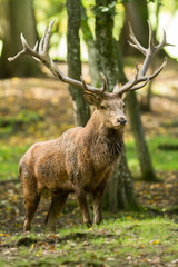 Obraz premium Deer - Cerf