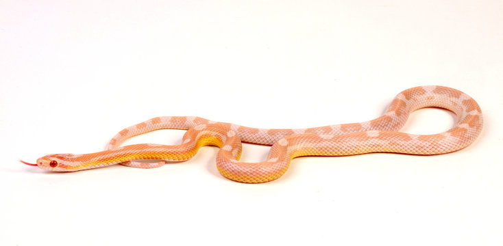 73 Best Corn Snakes Images Stock Photos Vectors Adobe Stock