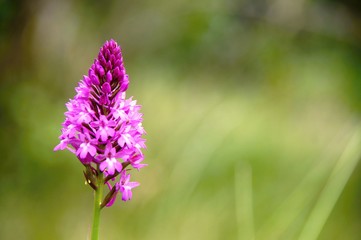 Pyramidal Orchid - Anacamptis Pyramidalis - Pyramiden Hundswurz