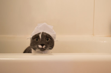 Cat with silly hat in tub