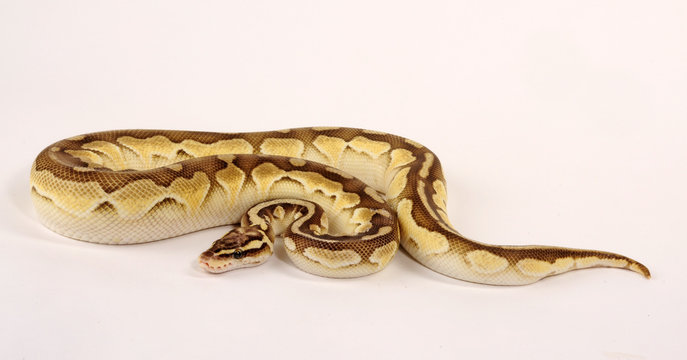K&ouml;nigspython (Python regius) - Ball python -
Butter Daddy   