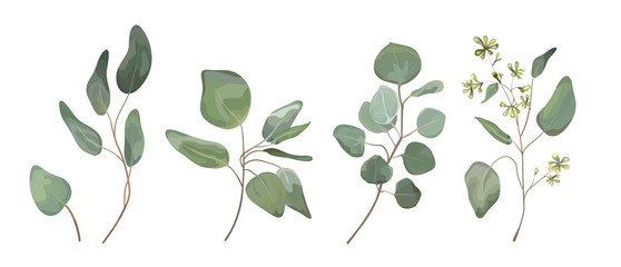 Eucalyptus seeded silver dollar tree leaves designer art, foliage, natural branches elements in watercolor rustic style set collection. Vector nature decorative various elegant illustration for design