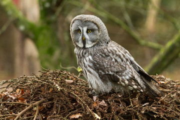Fototapeta premium Great Gray Owl - Chouette Lapone