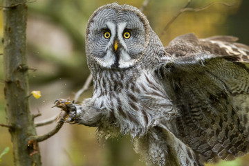 Great Gray Owl - Chouette Lapone