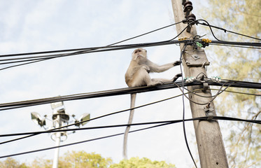 Monkeys sit on electrical wiring  