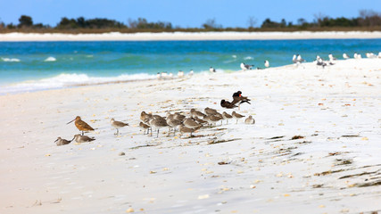 Birds dozing in the sun on the beach of Florida