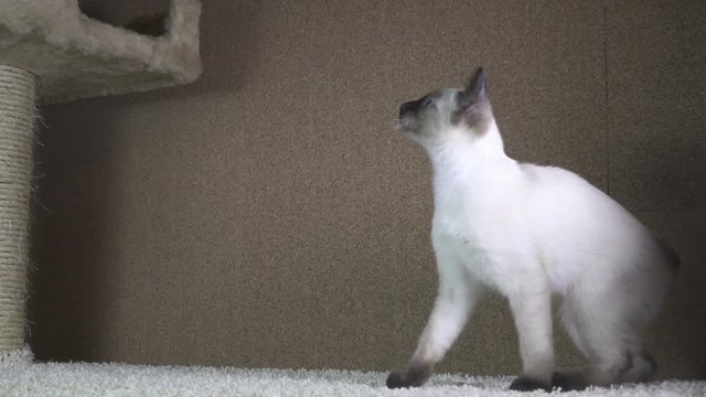 Young cat, kitten, Siam oriental group, Mekong bobtail
