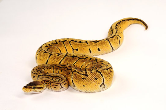 K&ouml;nigspython (Python regius) - Ball python