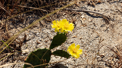 Cactus (opuntia phaecantha) with three blossoms in natural environment, Florida