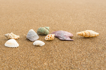 Seashells on the beach 32