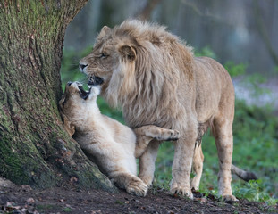 Fototapeta premium Lion d'Angola