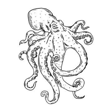 Octopus engraving vector illustration