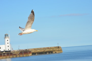 Flying seagull