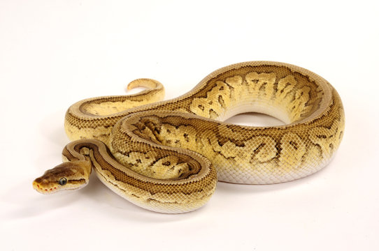 K&ouml;nigspython (Python regius) - Ball python