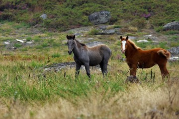 Wild horses at liberty staring at camera