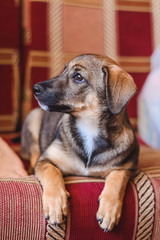 puppy lying on the sofa