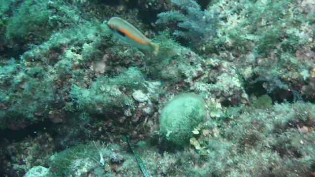 Small colourfull fish (Coris julis) near bottom of Mediterranien sea, Mallorca
