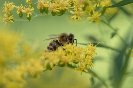 Biene fliegt zu gelber Blüte der Goldrute (Goldraute, Solidago)