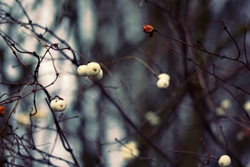 Symphoricarpos albus. white berries on the branches. in the evening in the woods