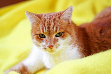 Naklejka premium red and white cat lying diagonal on a yellow blanket