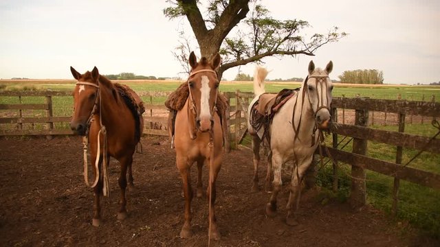 Tres caballos Criollos ensillados, Buenos Aires Argentina