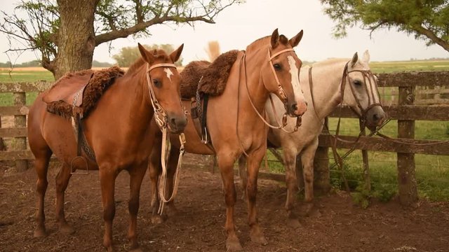 Tres caballos Criollos ensillados, Buenos Aires Argentina